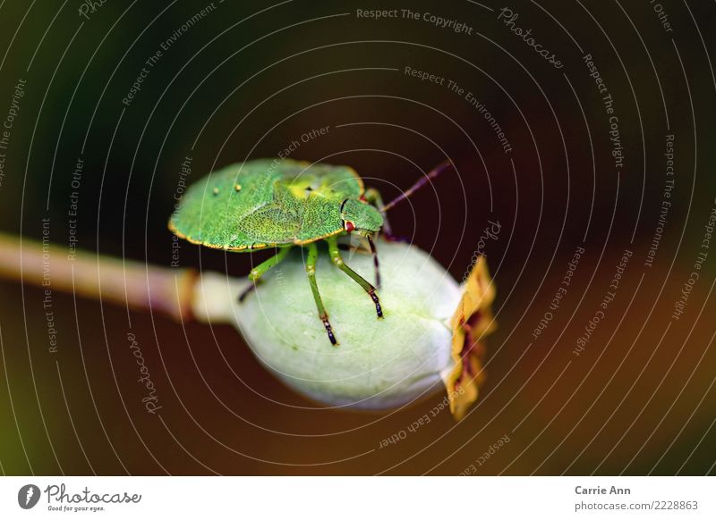 Stink bug on plant Animal Autumn Plant Flower Poppy Beetle 1 Touch Discover Love Lie Happy Colour photo Exterior shot Close-up Day Central perspective
