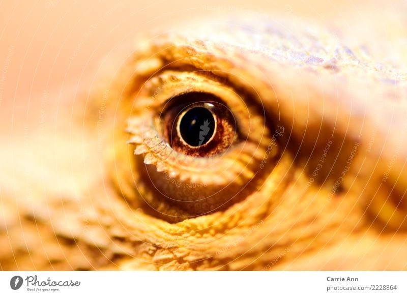 In the view of the little dragon Nature Animal Wild animal Animal face Zoo Barbed agame 1 Observe Communicate Looking Exotic Brown Attentive Watchfulness