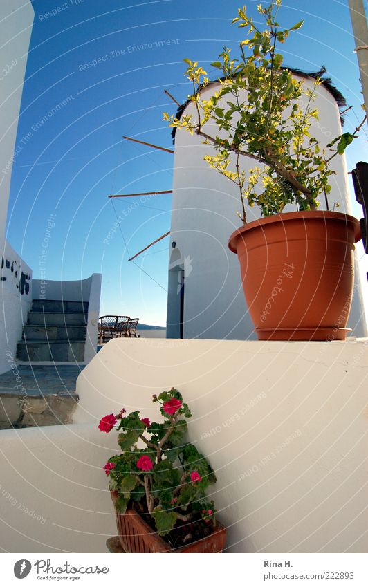 Greek style Plant Summer Beautiful weather Village Windmill Wall (barrier) Wall (building) Tourist Attraction Discover Blue White Joie de vivre (Vitality)