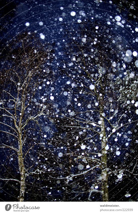 Snow, always just snow... Bad weather Snowfall Tree Forest Esthetic Anticipation Snowflake Winter Colour photo Exterior shot Experimental Abstract Night