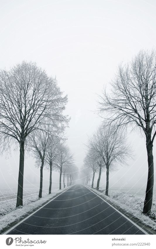 snow avenue Winter Weather Bad weather Ice Frost Snow Tree Street Lanes & trails Avenue Cold White Longing Loneliness Perspective Future Subdued colour
