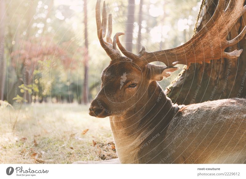 Oh My Deer Meat Zoo Nature - a Royalty Free Stock Photo from Photocase
