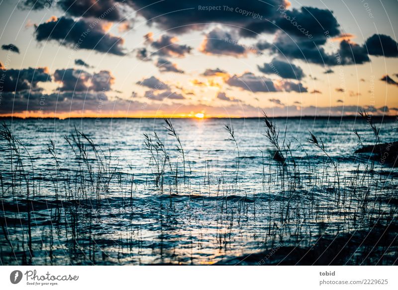 Sunset by the sea Nature Landscape Elements Water Sky Clouds Horizon Beautiful weather Grass Bushes Waves Coast Baltic Sea Ocean Free Infinity Loneliness