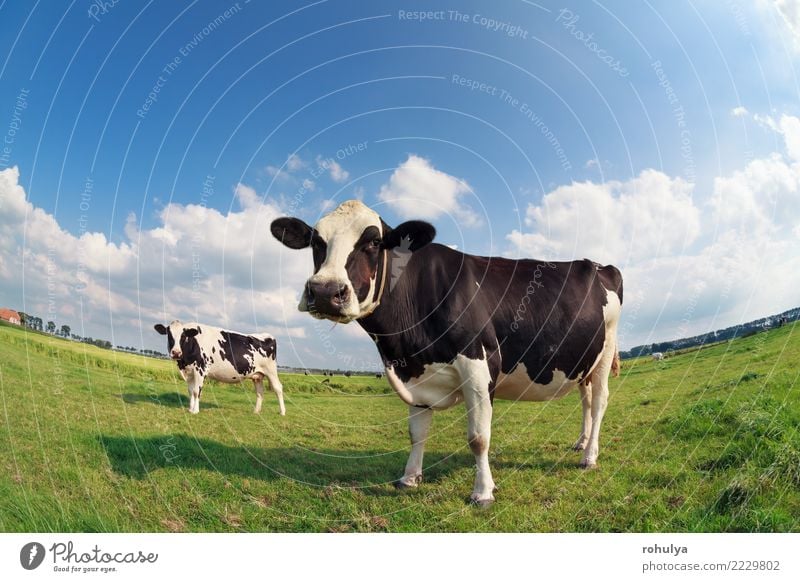 two cows on green pasture on sunny day Summer Nature Landscape Sky Clouds Beautiful weather Grass Meadow Farm animal Cow Bright Cute Blue Green Cattle fish eye