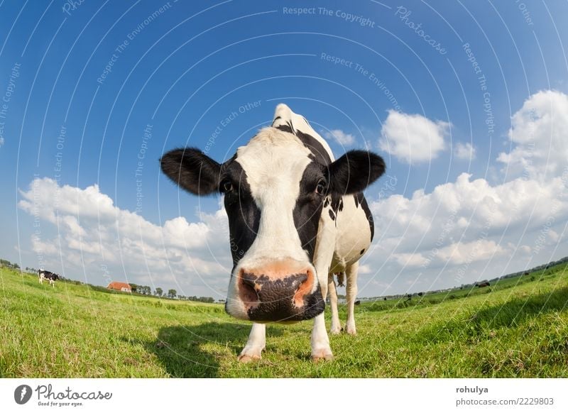 funny close up cow on green grass pasture outdoors Summer Nature Landscape Animal Sky Clouds Beautiful weather Grass Meadow Farm animal Cow To feed Blue Green