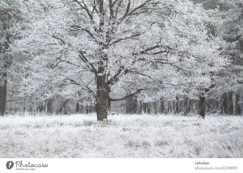 oak tree covered with frost in winter Winter Snow Nature Landscape Weather Ice Frost Tree Grass Meadow Forest White Mature cold Frozen Seasons seasonal