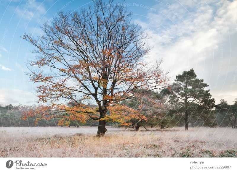 autumn beech tree in morning frost Winter Nature Landscape Sky Autumn Weather Beautiful weather Ice Frost Snow Tree Grass Meadow Wild Blue Yellow Serene Beech