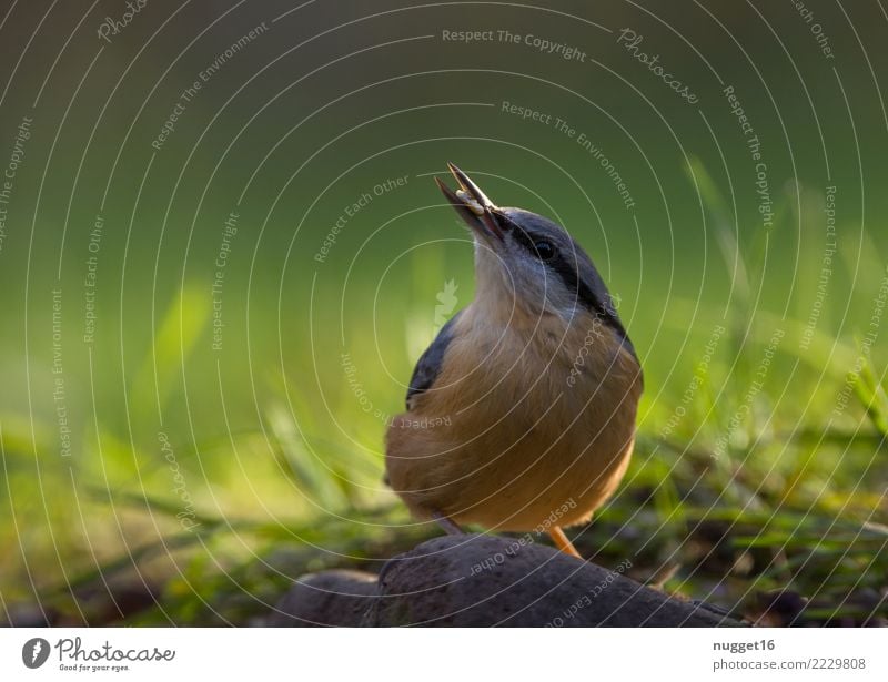 nuthatch Environment Nature Plant Animal Spring Summer Autumn Beautiful weather Grass Garden Park Meadow Forest Wild animal Bird Animal face Wing Claw
