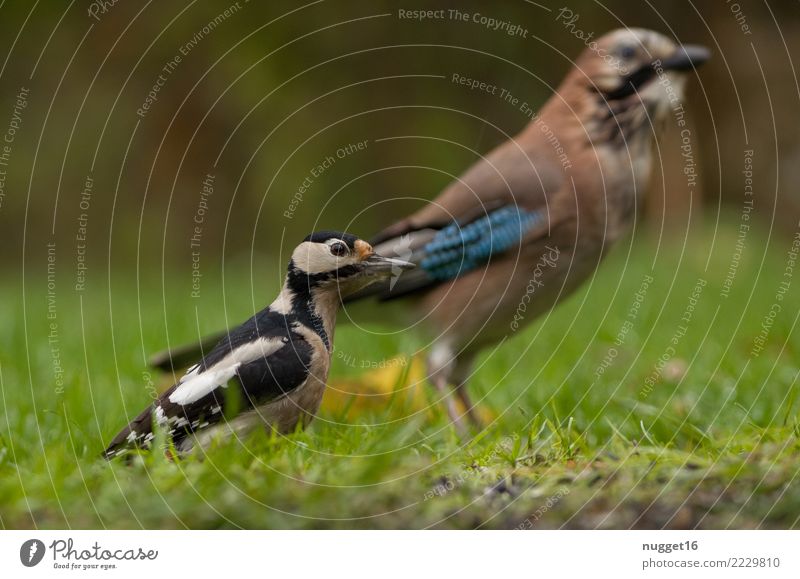 Great Spotted Woodpecker and Jay Environment Nature Animal Spring Summer Autumn Beautiful weather Plant Grass Garden Park Meadow Forest Wild animal Bird