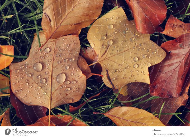 autumn pearls Environment Nature Drops of water Autumn Grass Leaf Autumn leaves Autumnal colours Wet Limp Park Pearl Trickle Lie Near Brown Serene Sadness Grief
