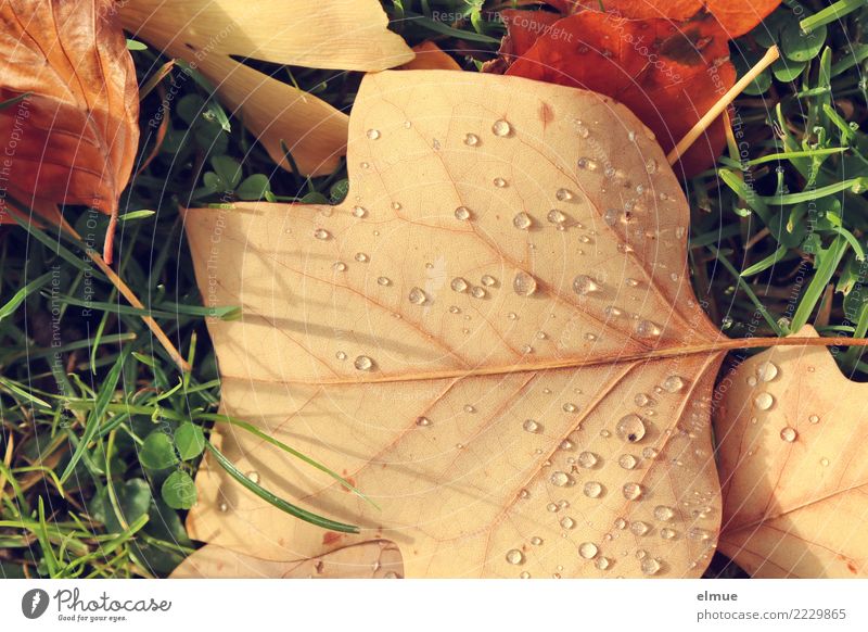 Autumn, pearled Environment Nature Drops of water Beautiful weather Grass Leaf Autumn leaves Wet Pearl Trickle Park Lie Esthetic Bright Anticipation