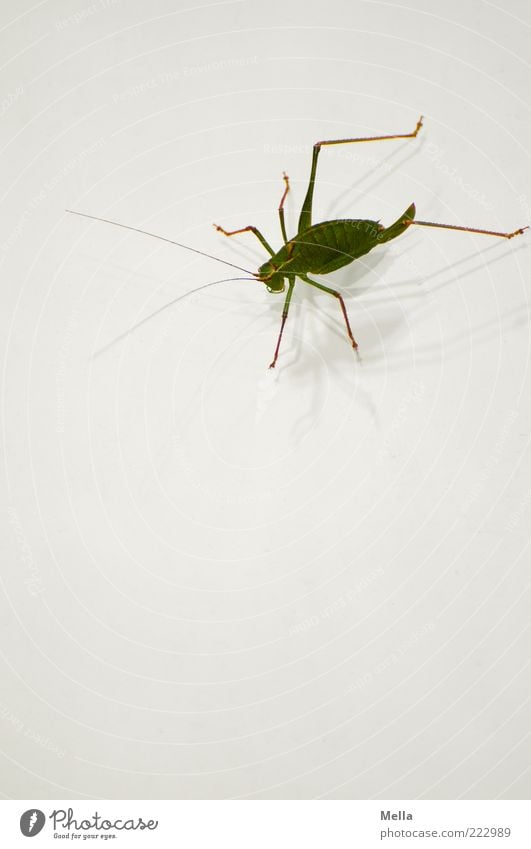 Sorry, I'm just on my way out. Animal House cricket Locust Insect 1 Crouch Sit Green White Nature Environment Feeler Ankle bone Colour photo Deserted