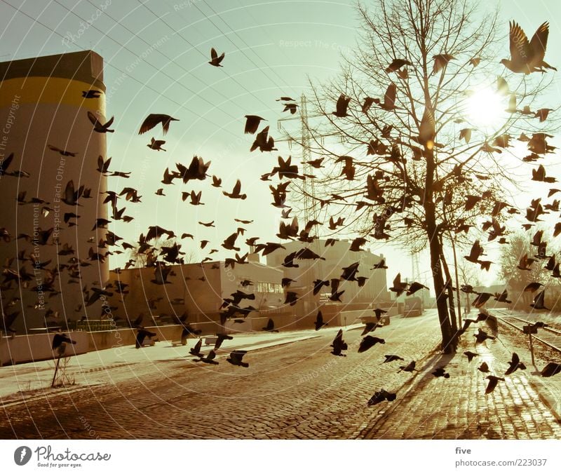 Hamburg City Birds Nature Sky Winter Plant Tree Town Port City Outskirts Industrial plant Factory Manmade structures Building Animal Pigeon Group of animals
