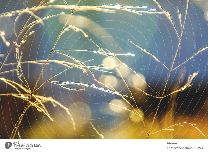 Gold straw straw gold Plant Sunlight Straw Blade of grass Meadow Illuminate Glittering Bright Natural Positive Blue Happy Nature Colour photo Exterior shot Day