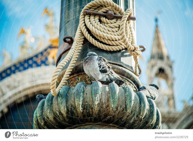 dove Venice Italy Pigeon Animal Town Vacation & Travel Cruise Adriatic Sea Rope Focal point
