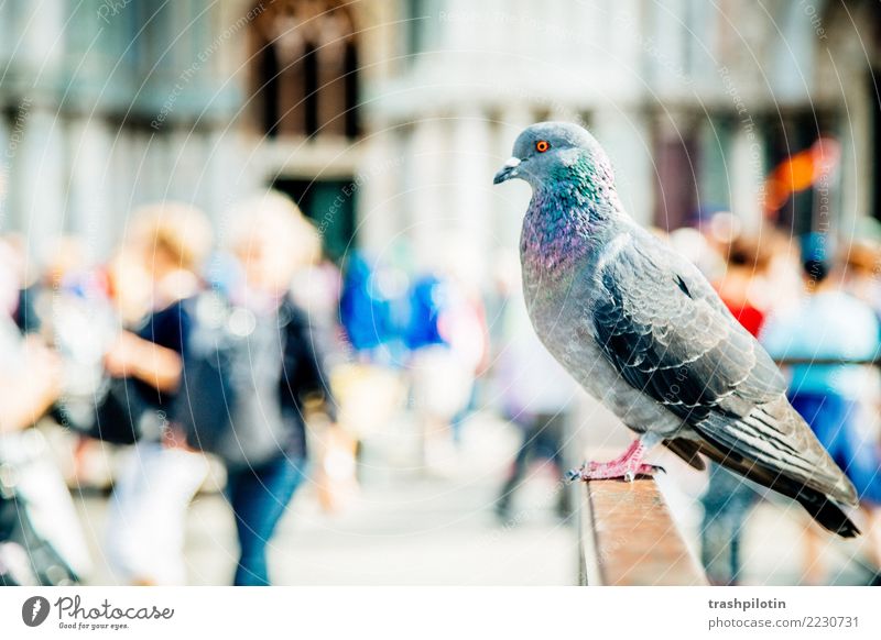 Pigeon at St. Mark's Square Vacation & Travel Tourism Trip Adventure Far-off places Freedom Sightseeing City trip Cruise Animal Pet Farm animal Wild animal 1