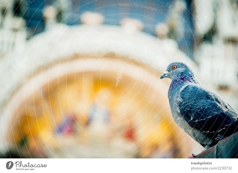 Pigeon at St. Mark's Square Vacation & Travel Venice Italy Europe Animal Farm animal Wild animal 1 2017 St. Marks Square Colour photo Day Animal portrait
