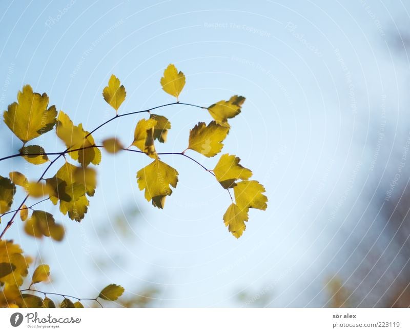 autumn photo Nature Sky Cloudless sky Autumn Leaf Branch Faded Blue Green Hope Longing Autumn leaves Autumnal Delicate October Suspended Change Transience