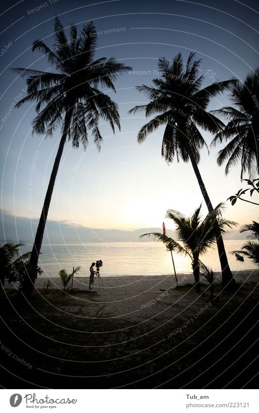 The Director Vacation & Travel Beach Art Landscape Sunrise Sunset Tree Coconut palm Coconut tree Ocean Peaceful Purity pangan phi samui Thailand ko Palm tree