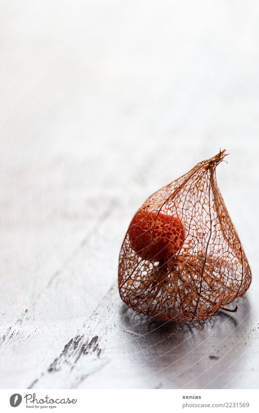 Physalis with fruit husk Autumn Chinese lantern flower Seed head Wood Bright Dry Brown Orange White Delicate Enclosed Solanaceae Colour photo Studio shot