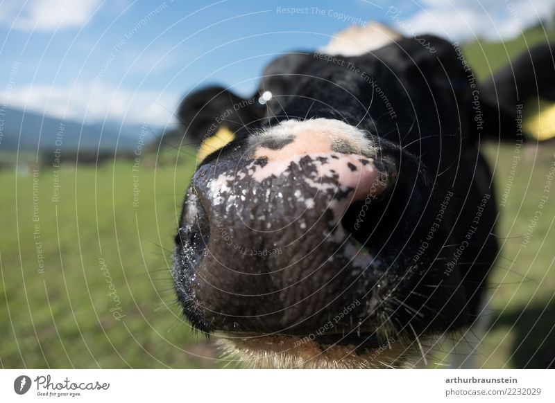 Cow snout on the meadow Food Meat Nutrition Vacation & Travel Tourism Summer Summer vacation Farmer Agriculture Forestry Environment Nature Landscape Sky Clouds