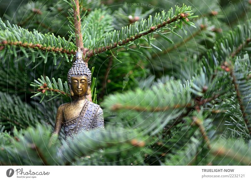 Golden Buddha on green fir branches Forest Breathe Relaxation To enjoy Smiling Illuminate Sit Dream Simple Happy Reliability Blue Green Trust Safety Love