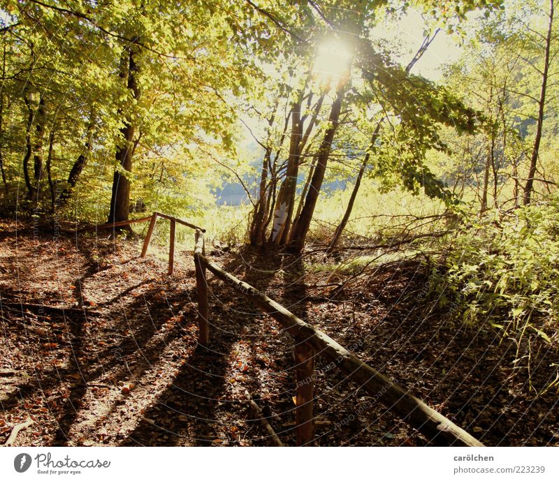 a bissle autumn warmth Environment Nature Landscape Autumn Tree Forest Brown Yellow Gold Beech wood Handrail Lanes & trails Footpath Promenade Colour photo
