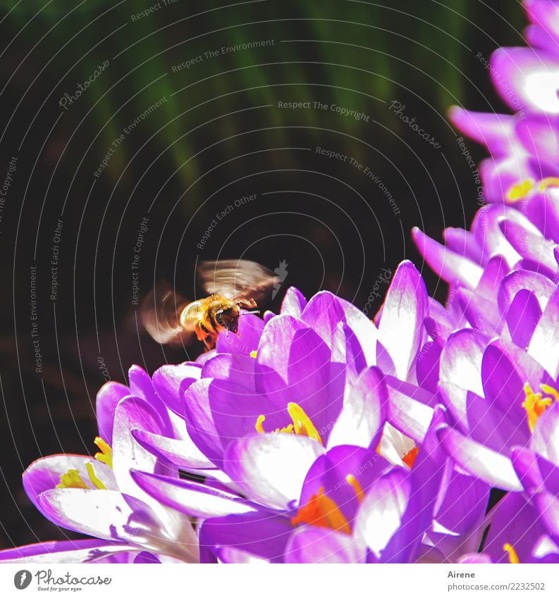 landing approach Bee crocus Spring Crocus Flying Sustainability naturally Yellow Violet Spring fever Diligent buzz Landing Environment Nature Plant Animal
