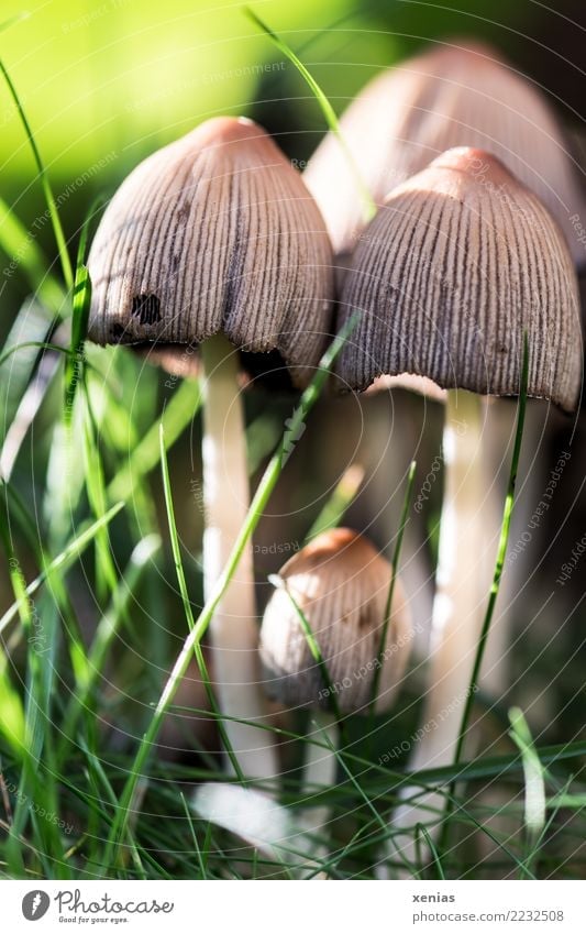 Mushrooms in the grass Nature Summer Autumn Grass Wild plant Meadow Forest Stripe Brown Green Hat Lamella Stalk Colour photo Exterior shot Close-up Detail
