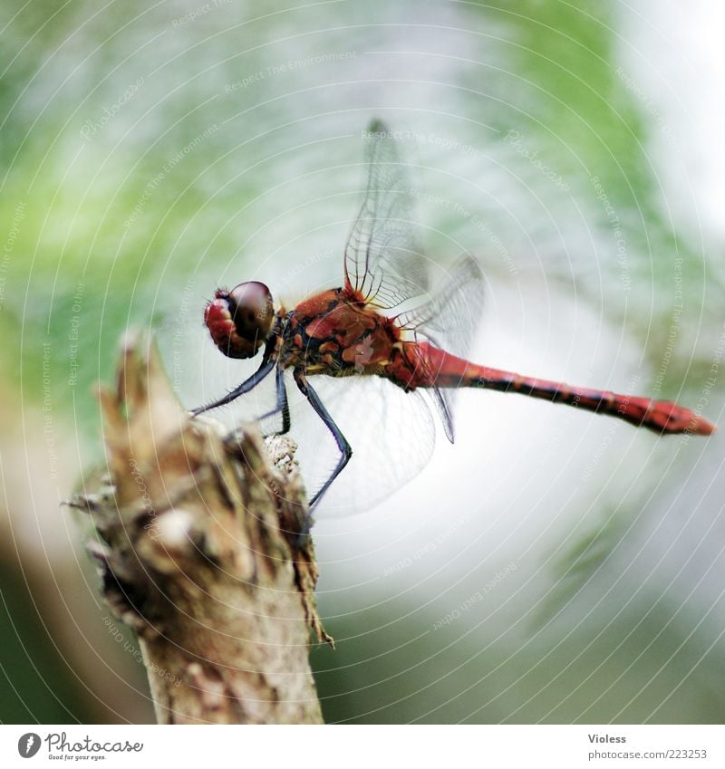 RED BARON Nature Animal Summer 1 Red Dragonfly Sympetrum dragonfly Colour photo Macro (Extreme close-up) Blur Full-length Wing Animal portrait Sit Wood