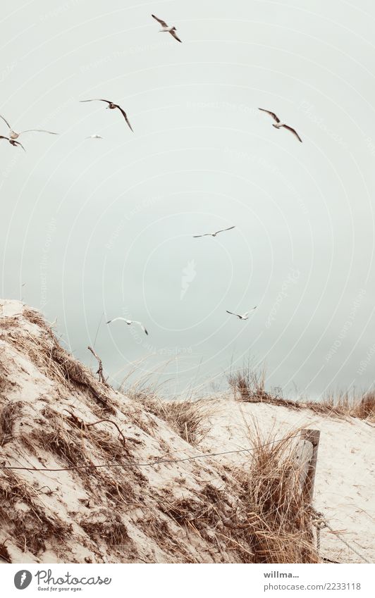 Gulls over the dunes on the Baltic Sea beach Sand Coast Beach Beach dune Marram grass Usedom Seagull Fence post gulls
