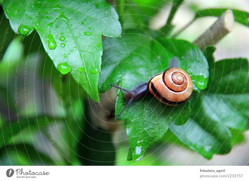 without parachute Nature Drops of water Bushes Leaf Animal Snail 1 Small Slimy Brown Gray Green Contentment Determination Attentive Calm Endurance Effort