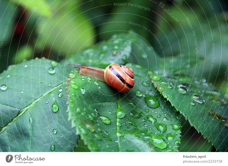 No hat, no stick, no umbrella. Nature Animal Drops of water Rain Leaf Snail 1 Free Small Natural Slimy Brown Yellow Green Peaceful Attentive Caution Serene Calm