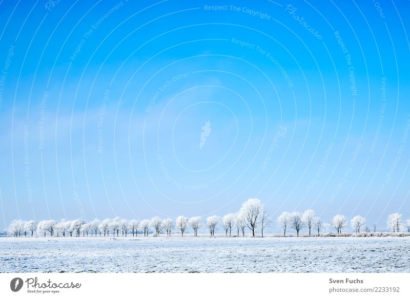 Tree line with hoarfrost Winter Nature Landscape Plant Cold Blue Snow Hoar frost Frozen ba¨ume Friesland district East Frisland Sky vertra¨umt Avenue tree line