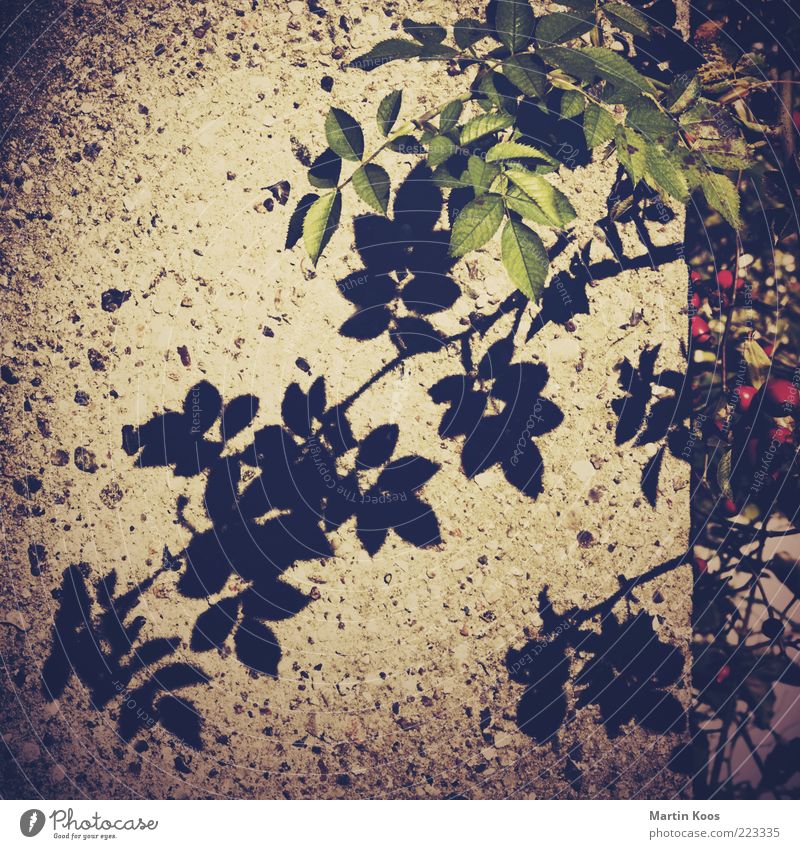 Tea variety and shade Fruit Nature Plant Bushes Rose Dark Shadow Leaf Stone wall Subdued colour Exterior shot Lomography Polaroid Pattern Structures and shapes