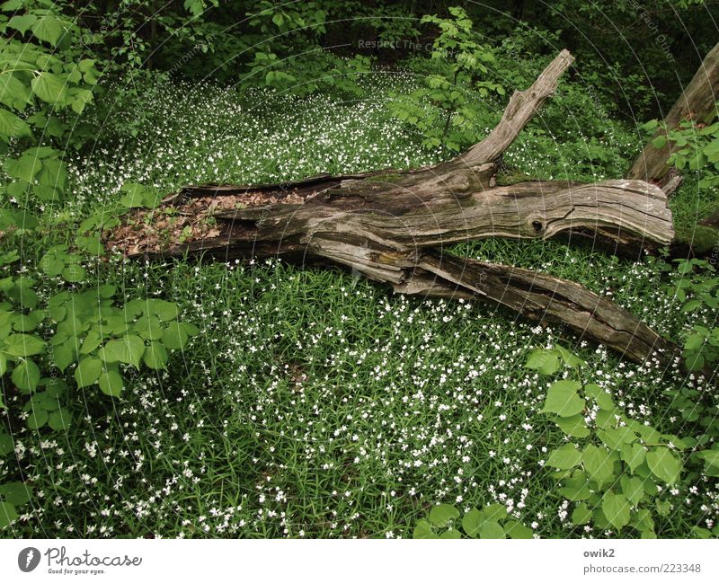woodland Environment Nature Plant Spring Tree Flower Grass Bushes Leaf Blossom Forest Wood Blossoming Lie To dry up Growth Green White Calm Death Idyll Decline
