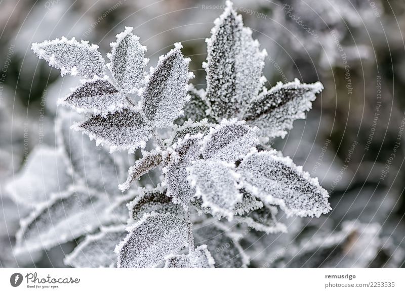 Frost on rose leaves Winter Snow Garden Nature Plant Weather Leaf Park Forest Natural Green White branch City cold crystal hoar Hoar frost ice icy Seasons wood
