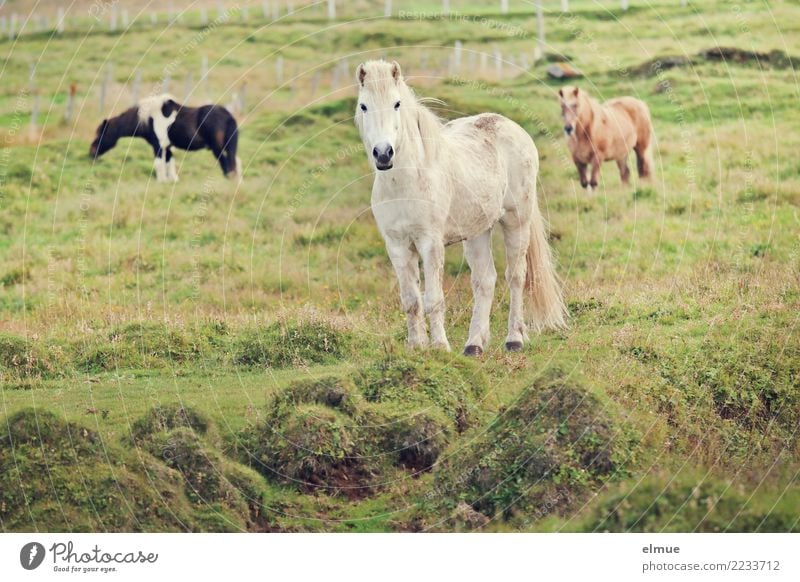 3 Icelanders Pasture Horse Iceland Pony Gray (horse) Group of animals Communicate Looking Stand Esthetic Elegant Free Together Happy White