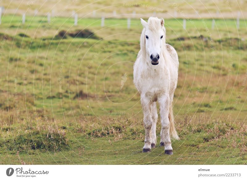 moldy icelander Pasture Horse Icelander Iceland Pony Pelt Coat color Gray (horse) small horse Observe Communicate Stand White Happy Contentment