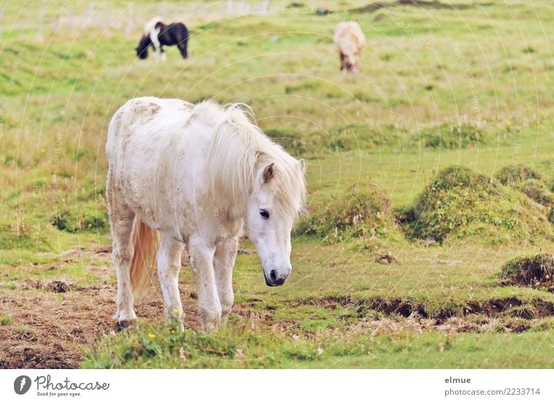 Icelanders Horse Iceland Pony Gray (horse) Coat color Pelt To feed Going Elegant Free Beautiful White Happy Contentment Joie de vivre (Vitality) Love of animals