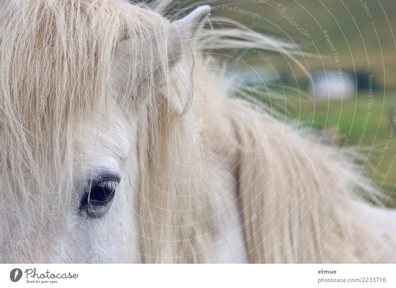 1 PS, mouldy Horse Icelander Iceland Pony Gray (horse) Mane Eyes Coat color Pelt Observe Communicate Looking Esthetic Elegant Near Curiosity White Contentment