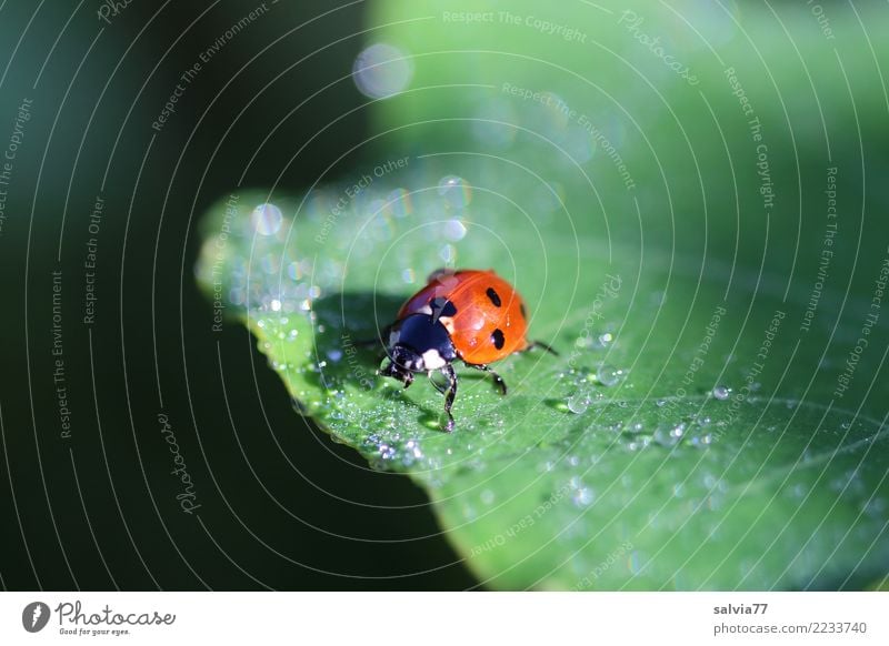 as fresh as a daisy Nature Drops of water Summer Plant Leaf Animal Beetle Seven-spot ladybird Insect Ladybird 1 Crawl Fresh Natural Positive Green Orange Black