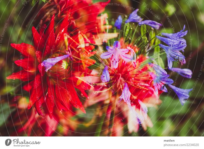 fiery Plant Drops of water Garden Near Blue Green Red Truth Blossoming Dahlia decorative lily Lily Double exposure Wet Colour photo Multicoloured Exterior shot