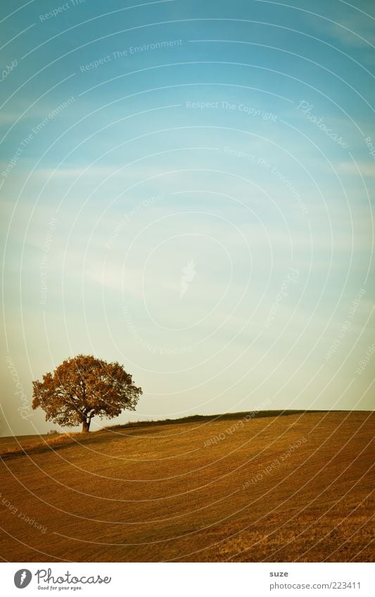 start Environment Nature Landscape Elements Earth Sky Horizon Autumn Climate Beautiful weather Plant Tree Field Loneliness Individual Far-off places