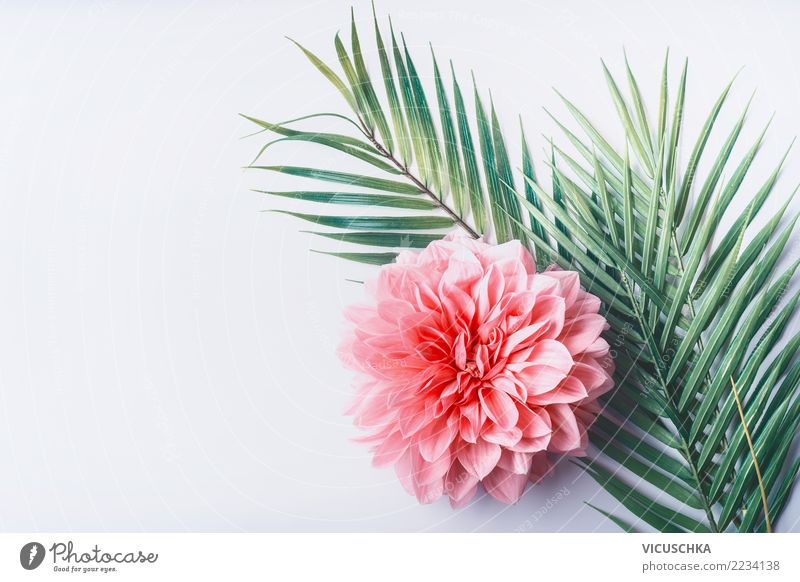 Tropical leaves with pink flower Style Design Desk Nature Plant Flower Leaf Blossom Fashion Decoration Bouquet Pink Background picture Conceptual design