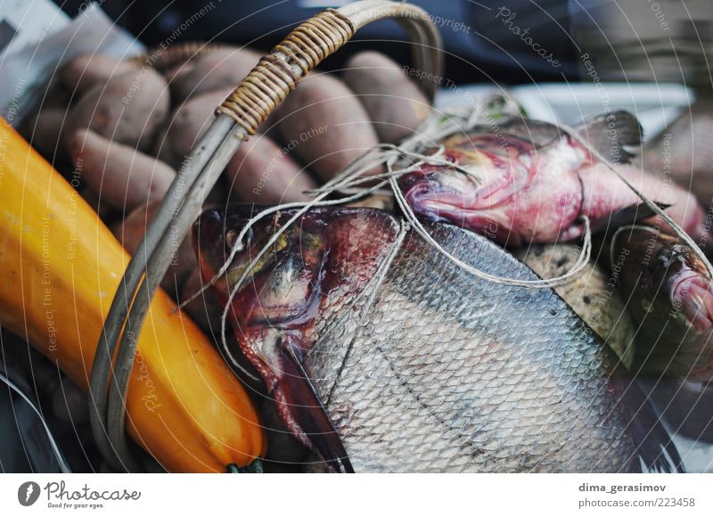 Some fish for dinner. Food Fish Seafood Lunch Dinner Animal Wild animal Dead animal Group of animals Blue Brown Multicoloured Black Silver White Nature
