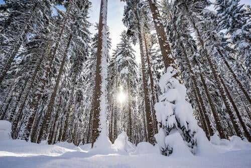 Sun in the Black Forest Winter Landscape Snow Tree Blue White Seasons Snowscape Sky Fir tree Colour photo Exterior shot Deserted Copy Space bottom Day