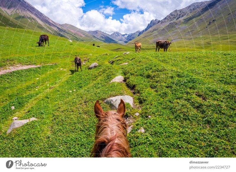 View over valley from the horse back, Kyrgyzstan Lifestyle Relaxation Vacation & Travel Summer Mountain Sports Nature Landscape Animal Grass Park Meadow