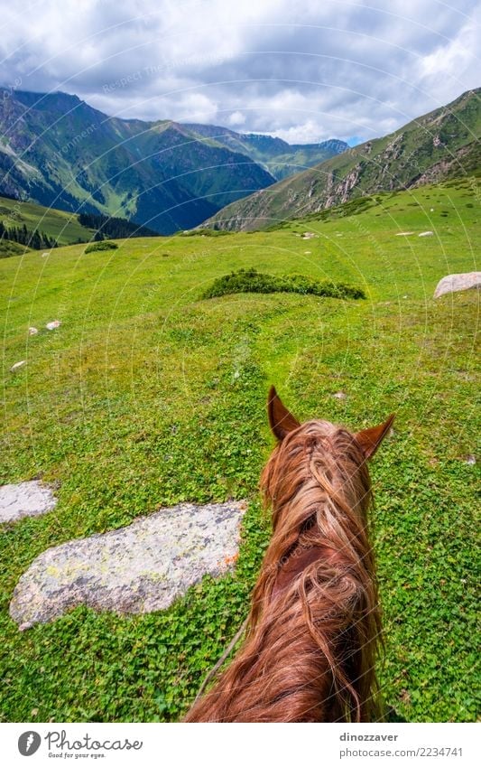 View over valley from the horse back, Kyrgyzstan Lifestyle Relaxation Leisure and hobbies Vacation & Travel Summer Mountain Sports Nature Landscape Animal Grass