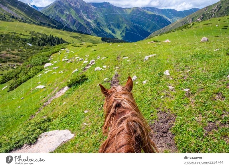 View over valley from the horse back, Kyrgyzstan Lifestyle Relaxation Leisure and hobbies Vacation & Travel Summer Mountain Sports Nature Landscape Animal Grass